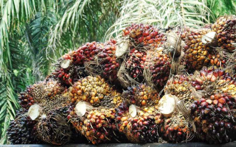 tracing sawit nasional