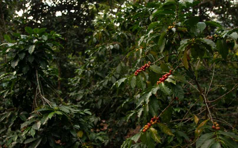 ekspor kopi Indonesia