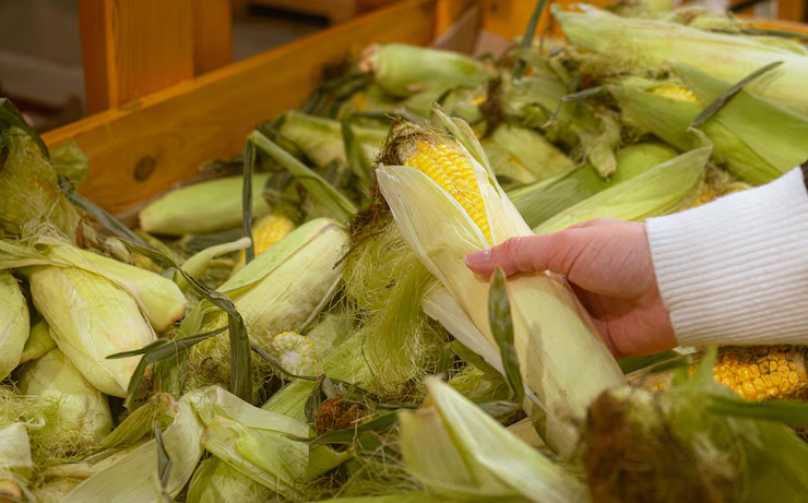 produksi jagung nasional
