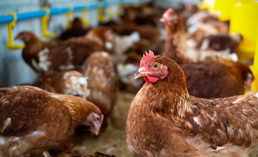 usaha ayam petelur