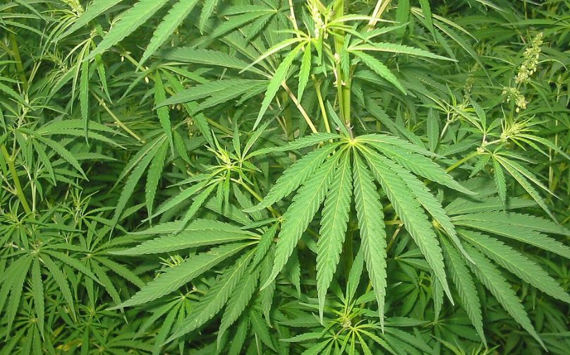 cannabis