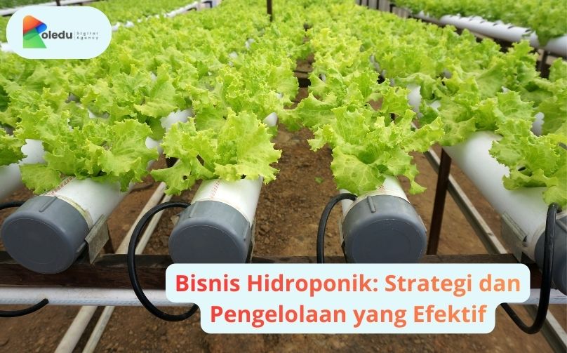 bisnis hidroponik