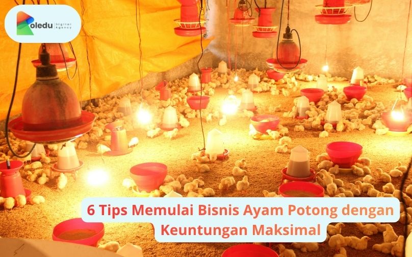 bisnis ayam potong
